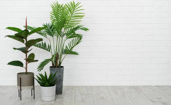 Jakie gatunki palm są mrozoodporne?